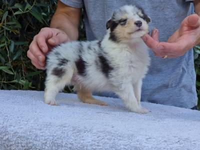 Bebs rough collie blue merle 