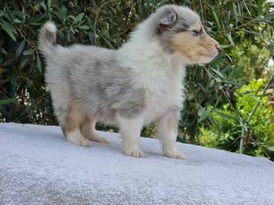 Bebs rough collie blue merle 