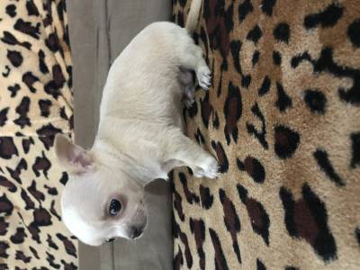 Chihuahua pelo curto e longo filhotes minsculos disponveis