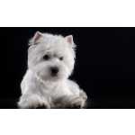 WEST HIGHLAND WHITE TERRIER TOP          