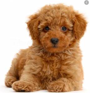 Quero adotar Poodle Toy cães de porte pequeno