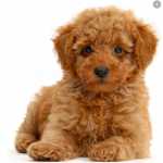 Quero adotar Poodle Toy cães de porte pequeno