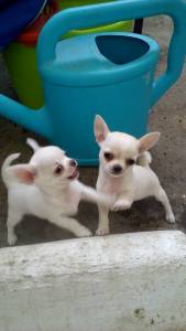 Chihuahuas brancos e cremis barreiro