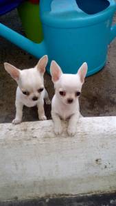 Chihuahuas brancos e cremis barreiro