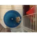 Vendo hamster com gaiola alimentação e acessórios