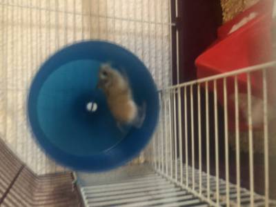 Vendo hamster com gaiola alimentação e acessórios