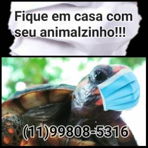Jabuti filhites a venda em SP