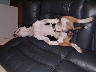 Procuro Fêmea Standard Bull Terrier para acasalamento