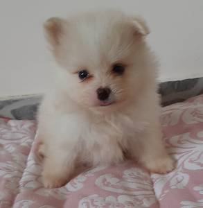 Lulu da Pomerania Faa sua reserva RJ