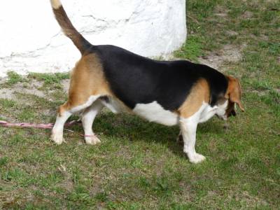 Beagle com LOP e Afixo