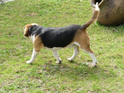 Beagle com LOP e Afixo