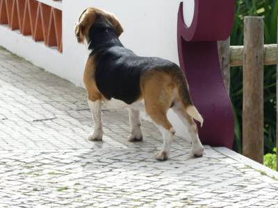 Beagle com LOP e Afixo