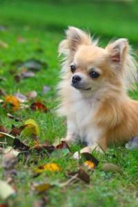 Chihuahua pelo longo