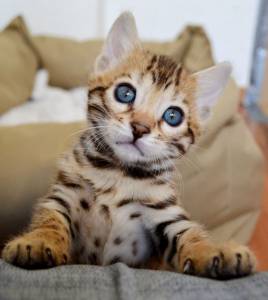 Bengal - O gato Leopardo