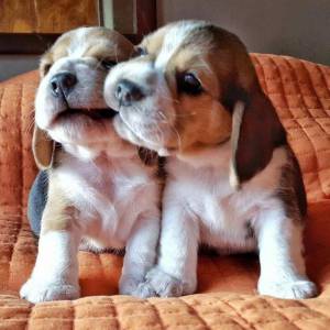 Beagle- Lindos filhotes