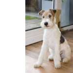Fox Terrier pelo duro