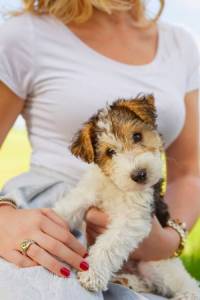 Fox Terrier pelo duro