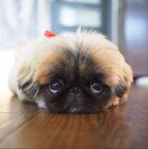 Filhote de pequinês à venda Clearance