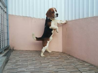 Beagle com LOP
