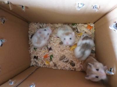 Hamsters Roboroski