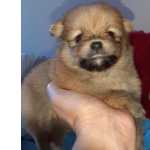 Lulu da Pomerania Faa sua reserva RJ