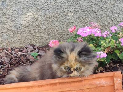 Gatos persas puros - Funchal