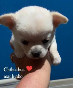 Chihuahua lindo demais pronta entrega