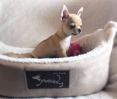miniatura de muita qualidade Chihuahua