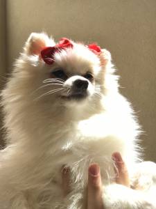 Spitz ano