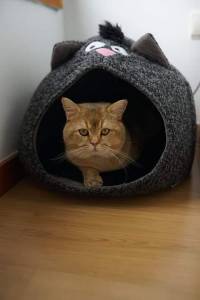 Gato British Shorthair procura namorada