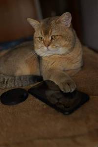 Gato British Shorthair procura namorada
