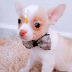 Chihuahua Pelo curto