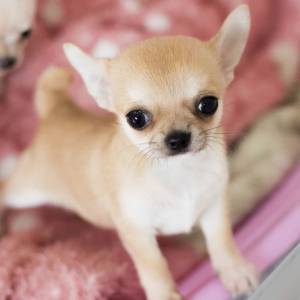 Chihuahua Pelo curto
