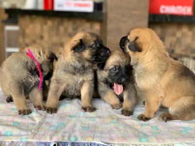 Venda filhote Pastor-Belga Malinois