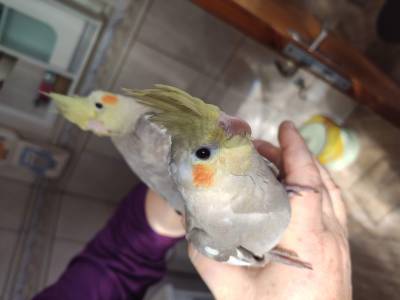 Filhotes de calopsitas dceis