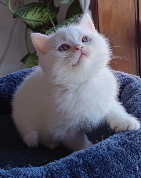 Gatinhos