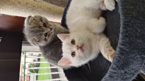 Gatinhos