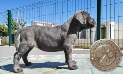 Cane corso italiano