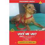 PROCURA-SE PINSCHER FUGIU - BANGU RJ