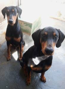 Dobermans macho