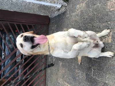 Labrador macho pronto para cruzar