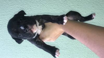 Filhotes American bully pedigree