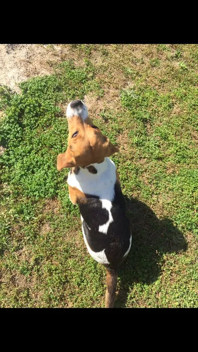 Beagle Macho para Cruzamento