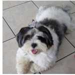 Shih-tzu procurando uma namorada