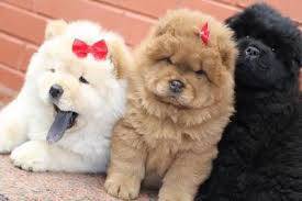 chow chow creme