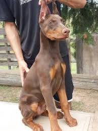 doberman marrom