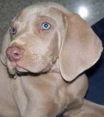 weimaraner