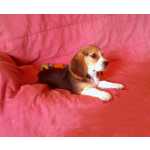 Cachorrinhos Beagles Tricolor 