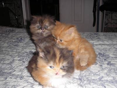 gatos persas