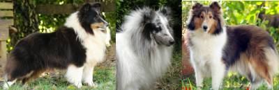 Pastor de Shetland - Sheltie